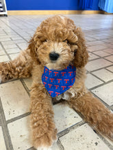 La Tech State Pet Bandana